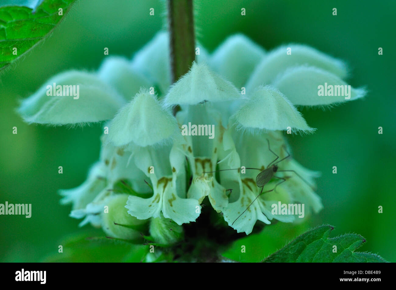 Morti Bianche di ortica lamium album Labiate Lamiaceae Foto Stock