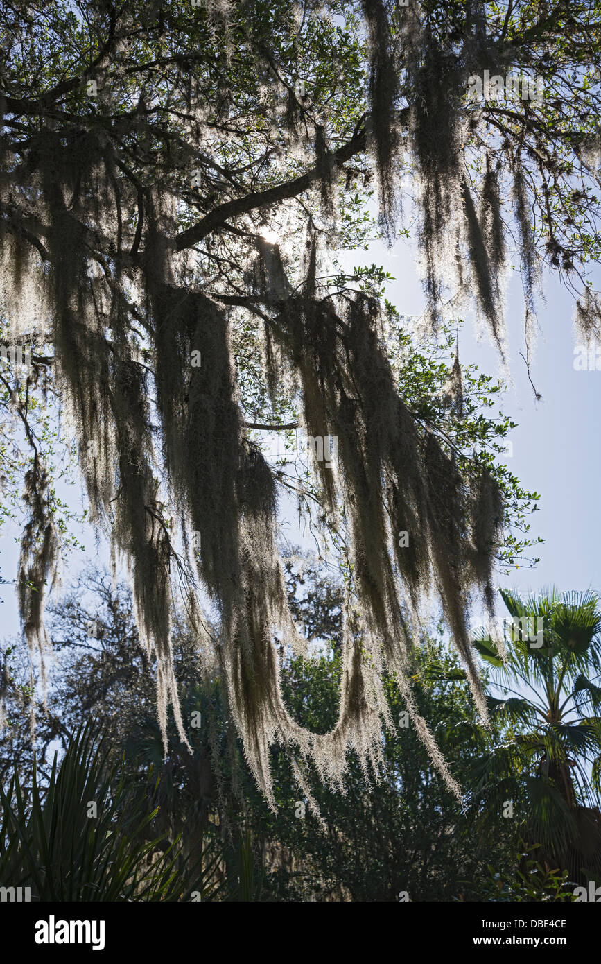 Vecchio muschio Spagnolo coperti di lecci dominano il paesaggio a Gainesville, Florida il quartiere storico. Foto Stock