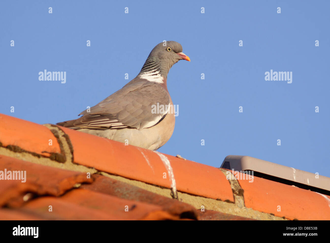 Woodpigeon (Columba palumbus) adulto, sorgeva sulla sommità del tetto di tegole, Bempton, East Yorkshire, Inghilterra, Regno Unito, Luglio Foto Stock