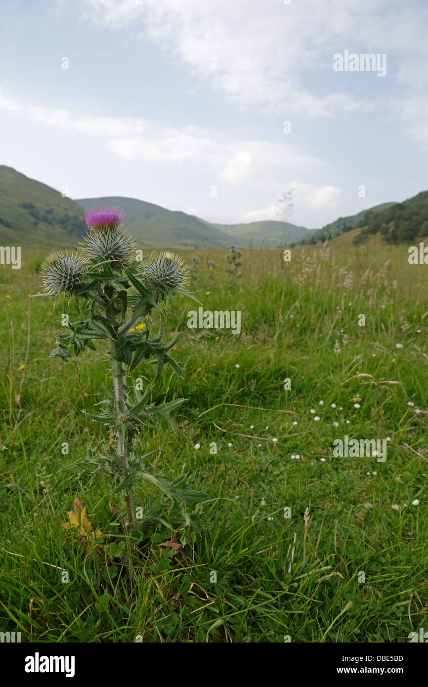 Vista della Valle di Findhorn highlands scozzesi con un thistle in primo piano Foto Stock