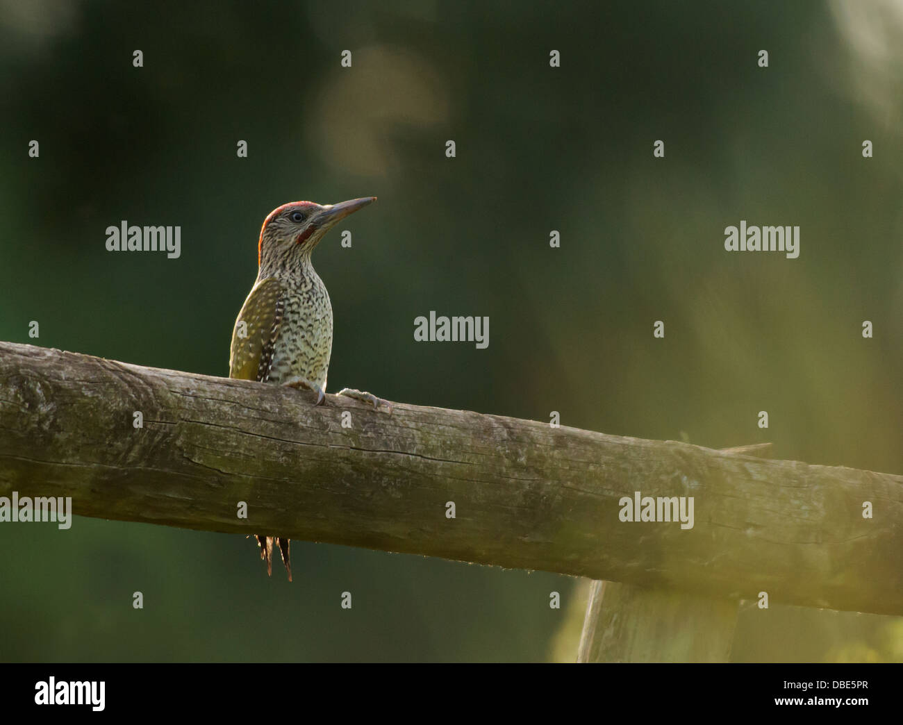 Back lit capretti picchio verde (Picus viridis) appollaiato sulla recinzione di legno Foto Stock