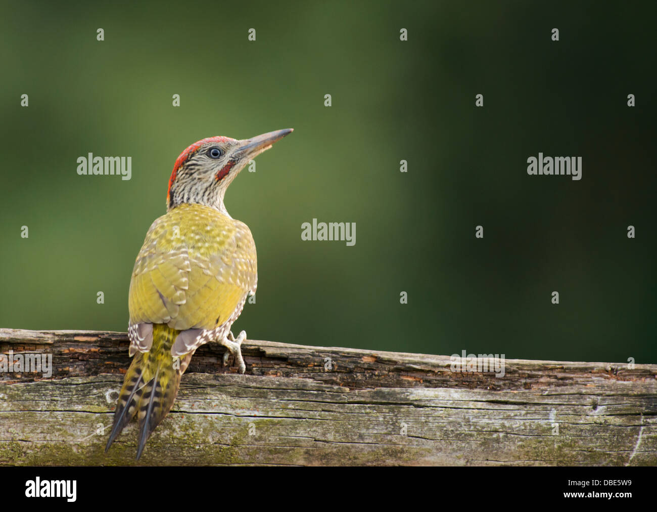 I capretti picchio verde (Picus viridis) appollaiato sulla recinzione di legno Foto Stock