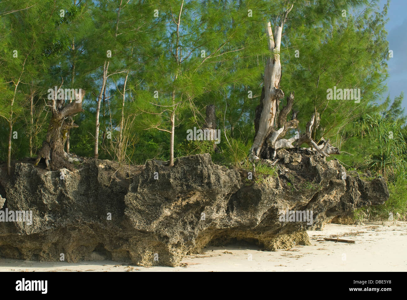 Vecchio Coral reef con la vegetazione di foresta a Mbuyuni beach, Zanzibar Foto Stock