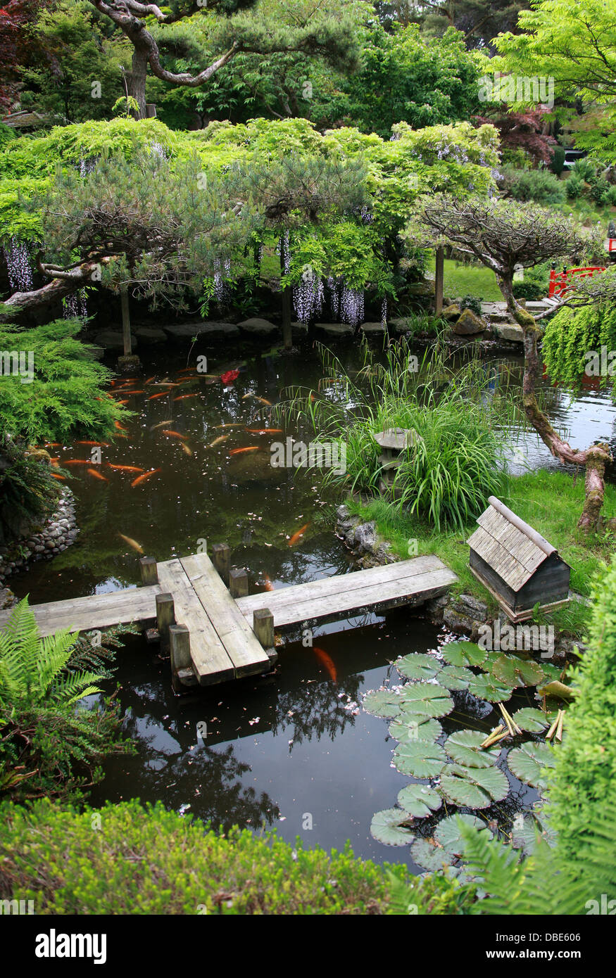 Stagno di pesci, il Giardino Giapponese, inchiavettato, Hertfordshire. Foto Stock