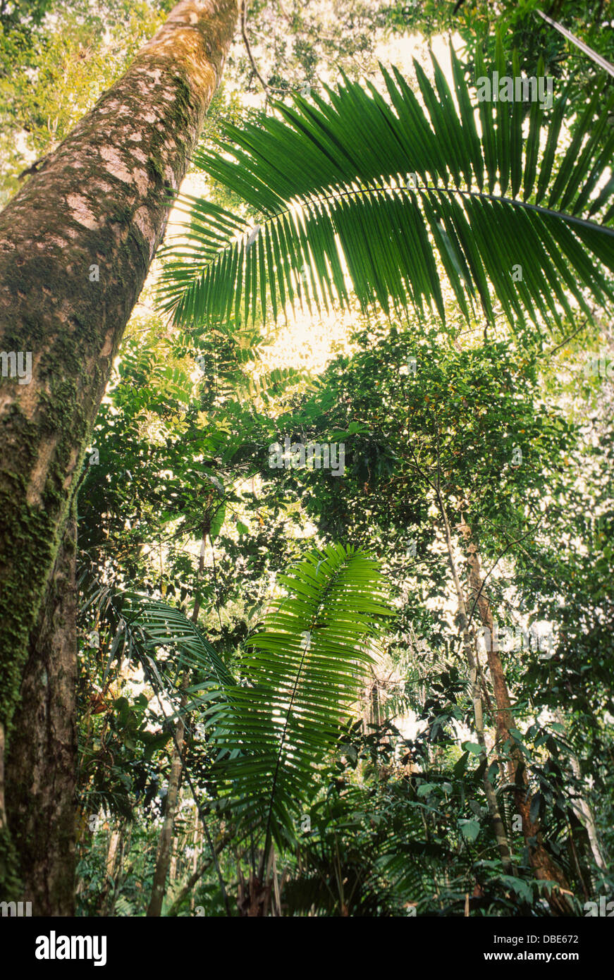 La foresta pluviale amazzonica del Perù, guardando verso l'alto Foto Stock