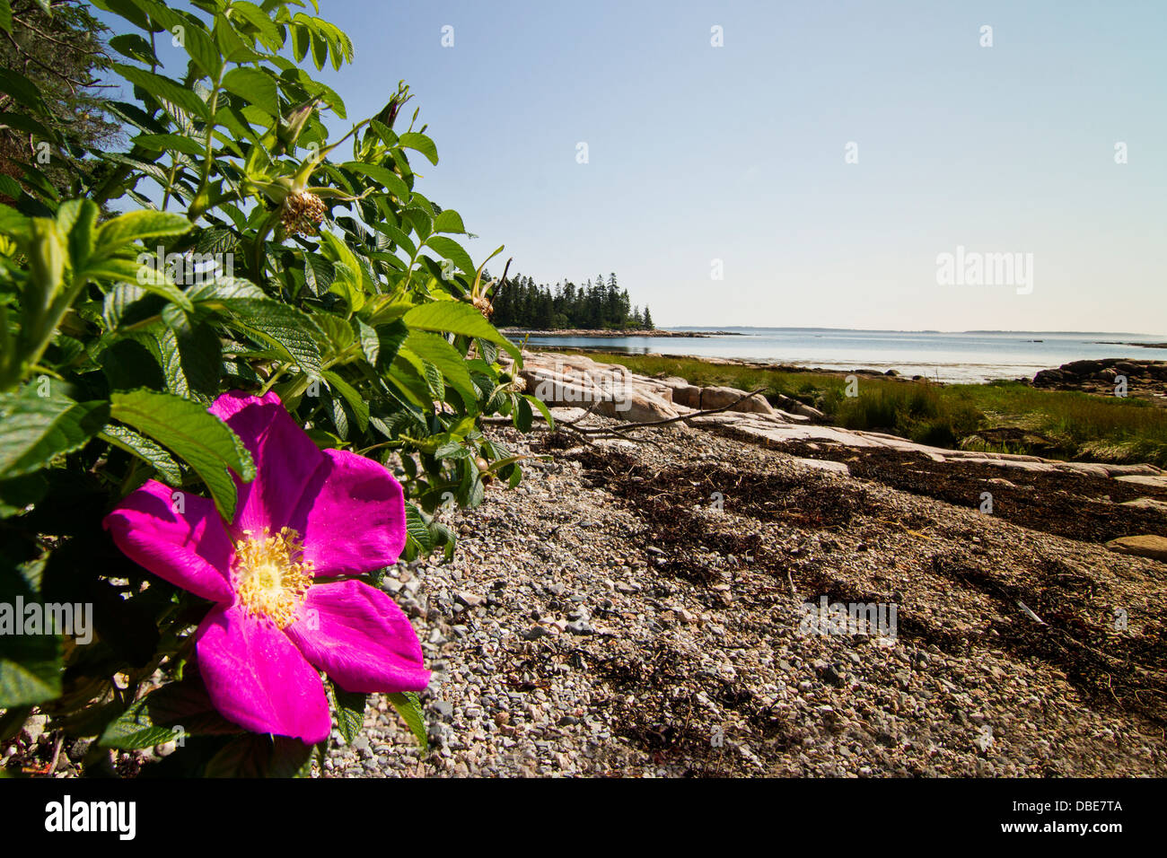 Rosa selvatica in Acadia, isola di Mount Desert, Parco Nazionale di Acadia, Maine Foto Stock