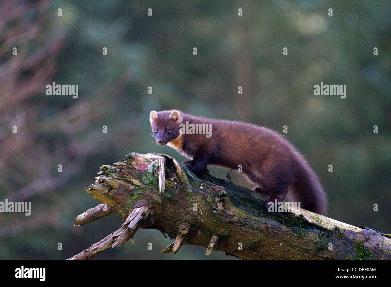 Martora Martes martes in una foresta di Cooley,Co.Louth, Irlanda Foto Stock