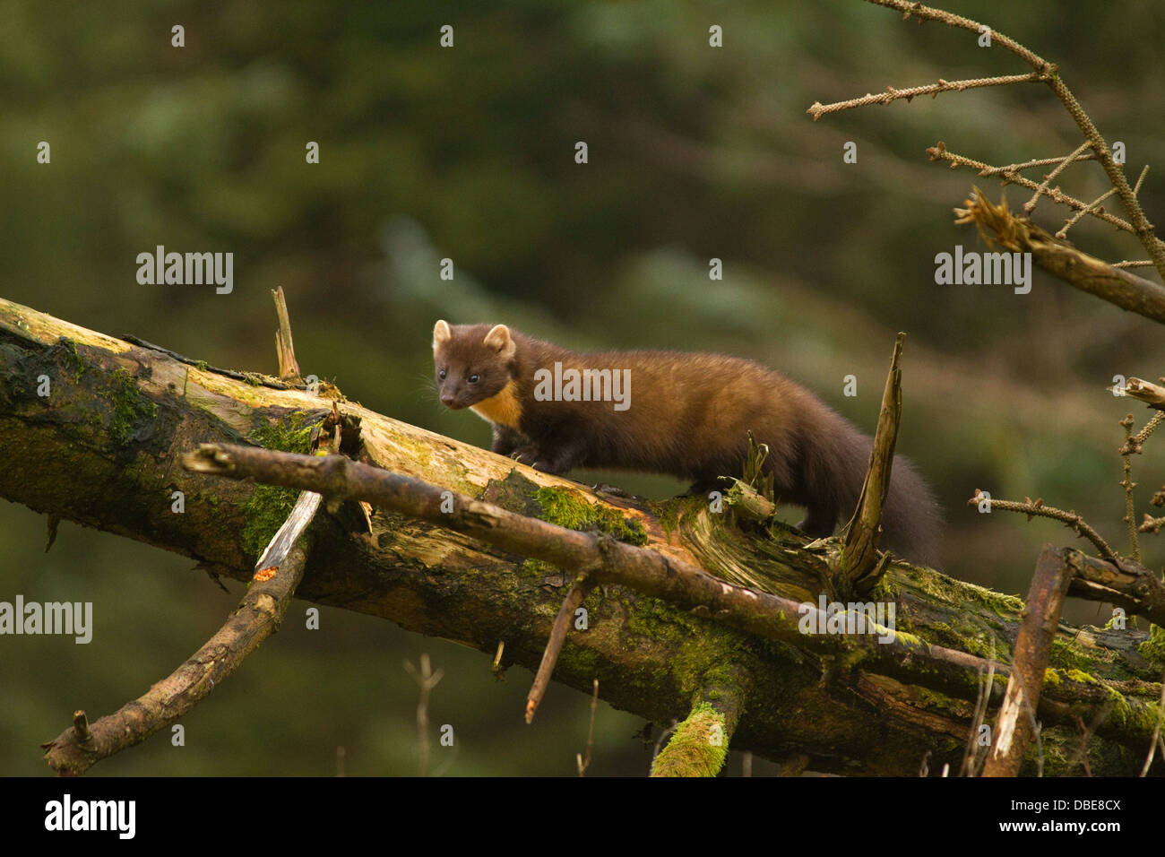 Martora Martes martes in una foresta di Cooley,Co.Louth, Irlanda Foto Stock