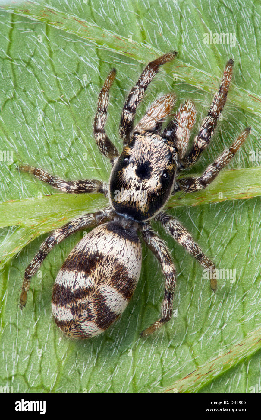 Zebra jumping spider, Salticus scenicus, REGNO UNITO Foto Stock