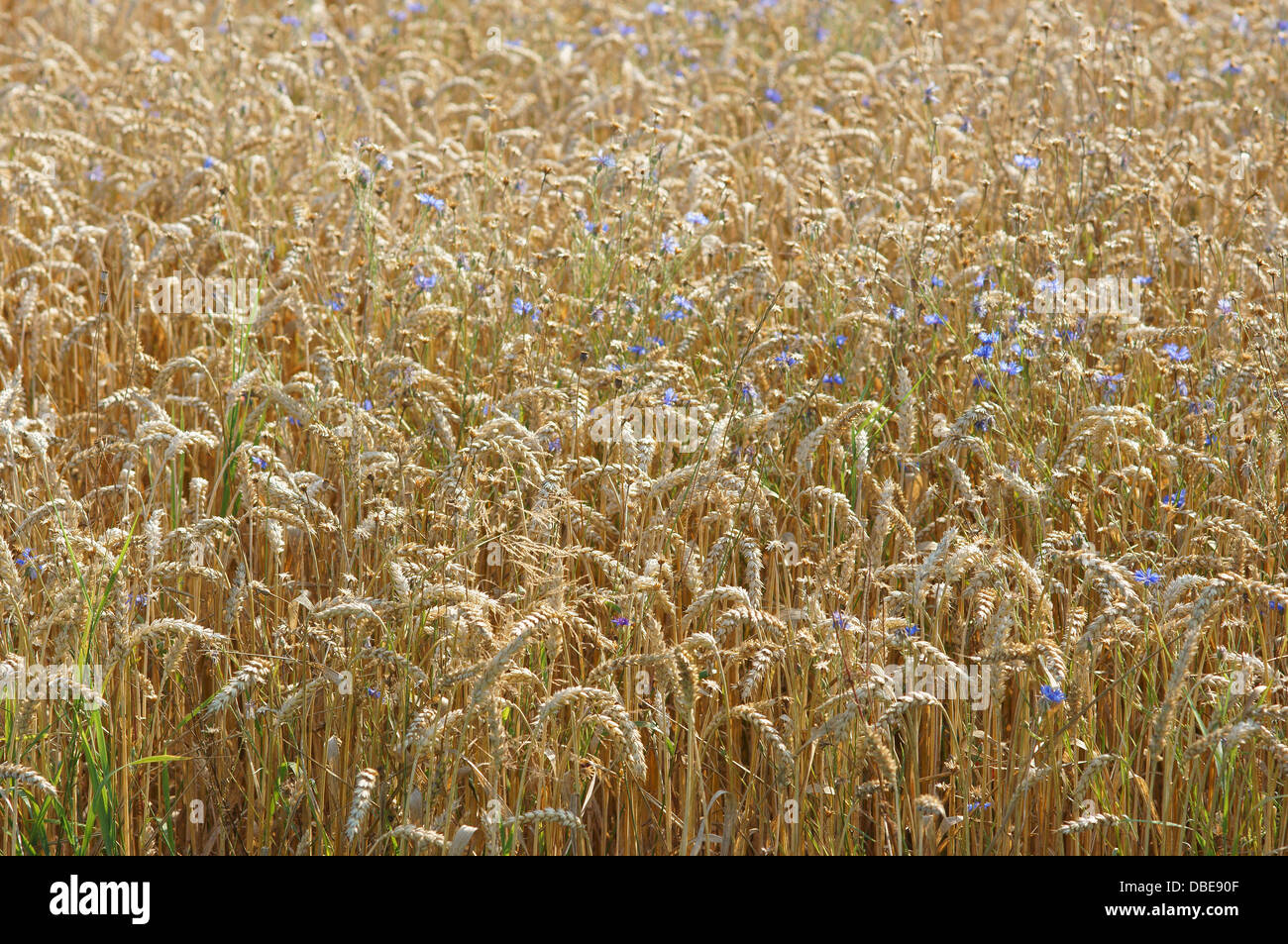Mature di frumento Triticum aestivum Foto Stock