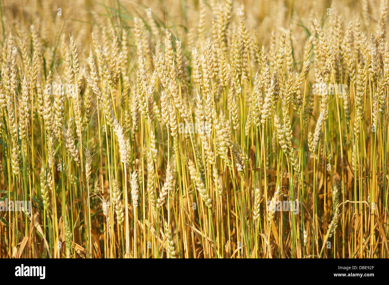 Mature di frumento Triticum aestivum Foto Stock