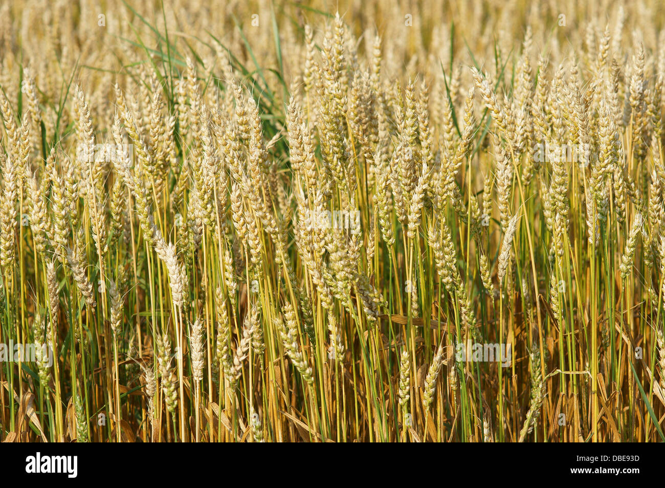 Mature di frumento Triticum aestivum Foto Stock