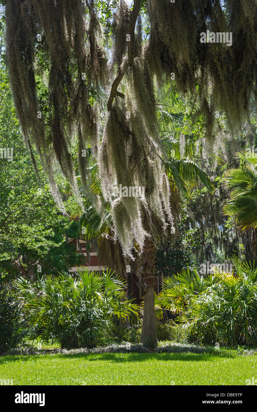 Vecchio muschio Spagnolo coperti di lecci dominano il paesaggio a Gainesville, Florida il quartiere storico. Foto Stock