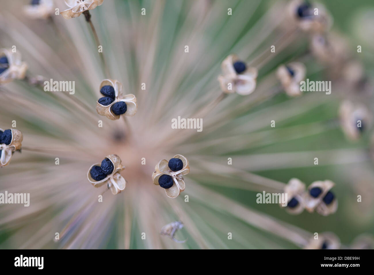 Allium 'Mount' Everest Foto Stock