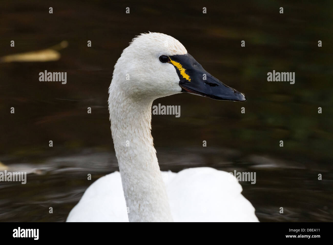 White Swan Tundra, uccello migratore close up Foto Stock