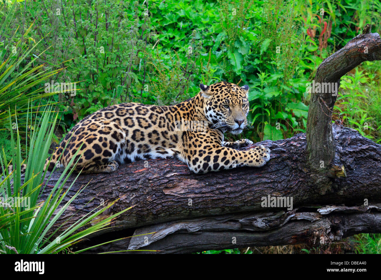 Una Jaguar a Chester Zoo Foto Stock