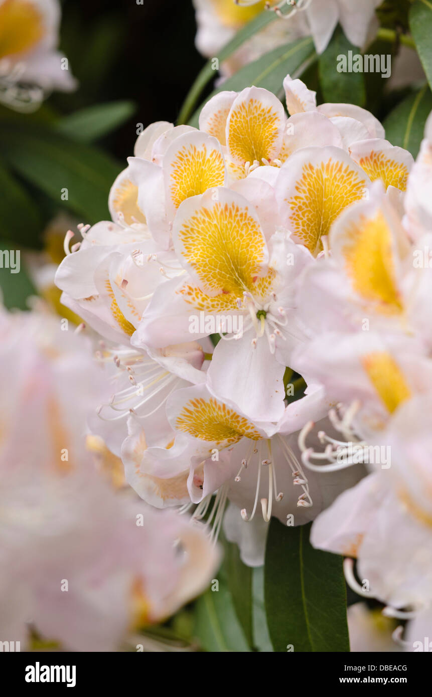 Ibrido rododendro a fiore grande (Rhododendron MRS J.G. Millais) Foto Stock