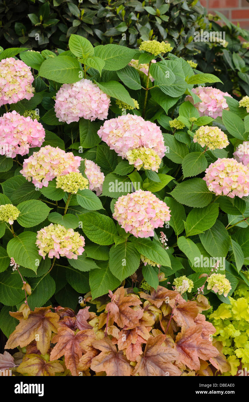 Big-lasciava ortensia (Hydrangea macrophylla) e alumroot (heuchera) Foto Stock