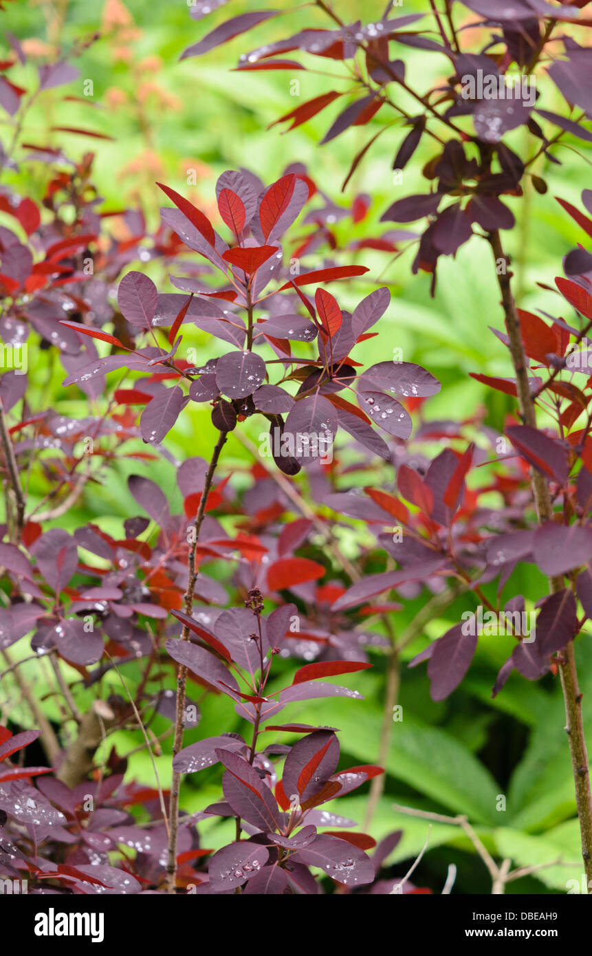 Fumo eurasiatica tree (Cotinus coggygria 'Royal Purple') Foto Stock
