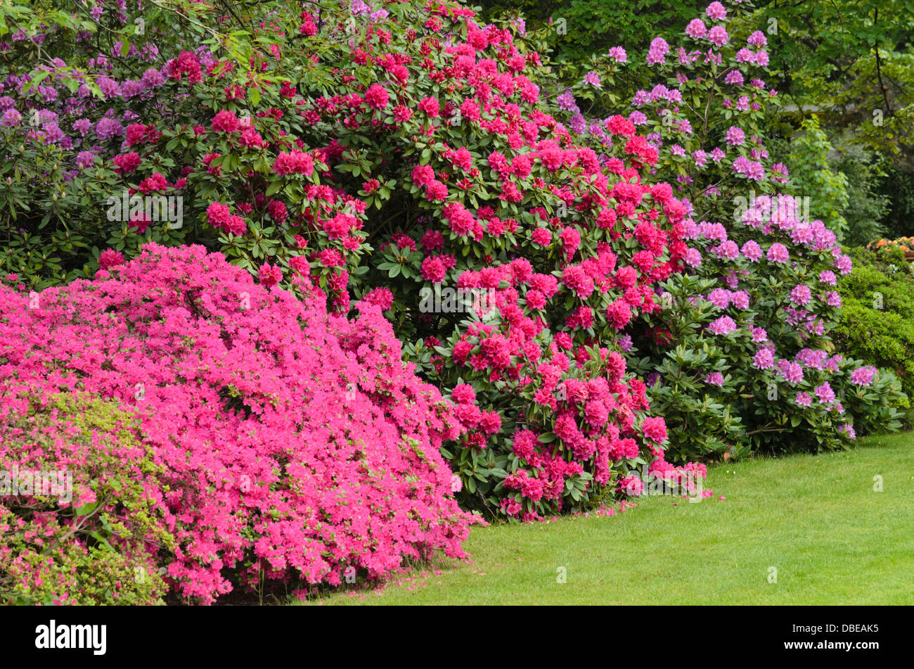Rododendri (Rhododendron) Foto Stock