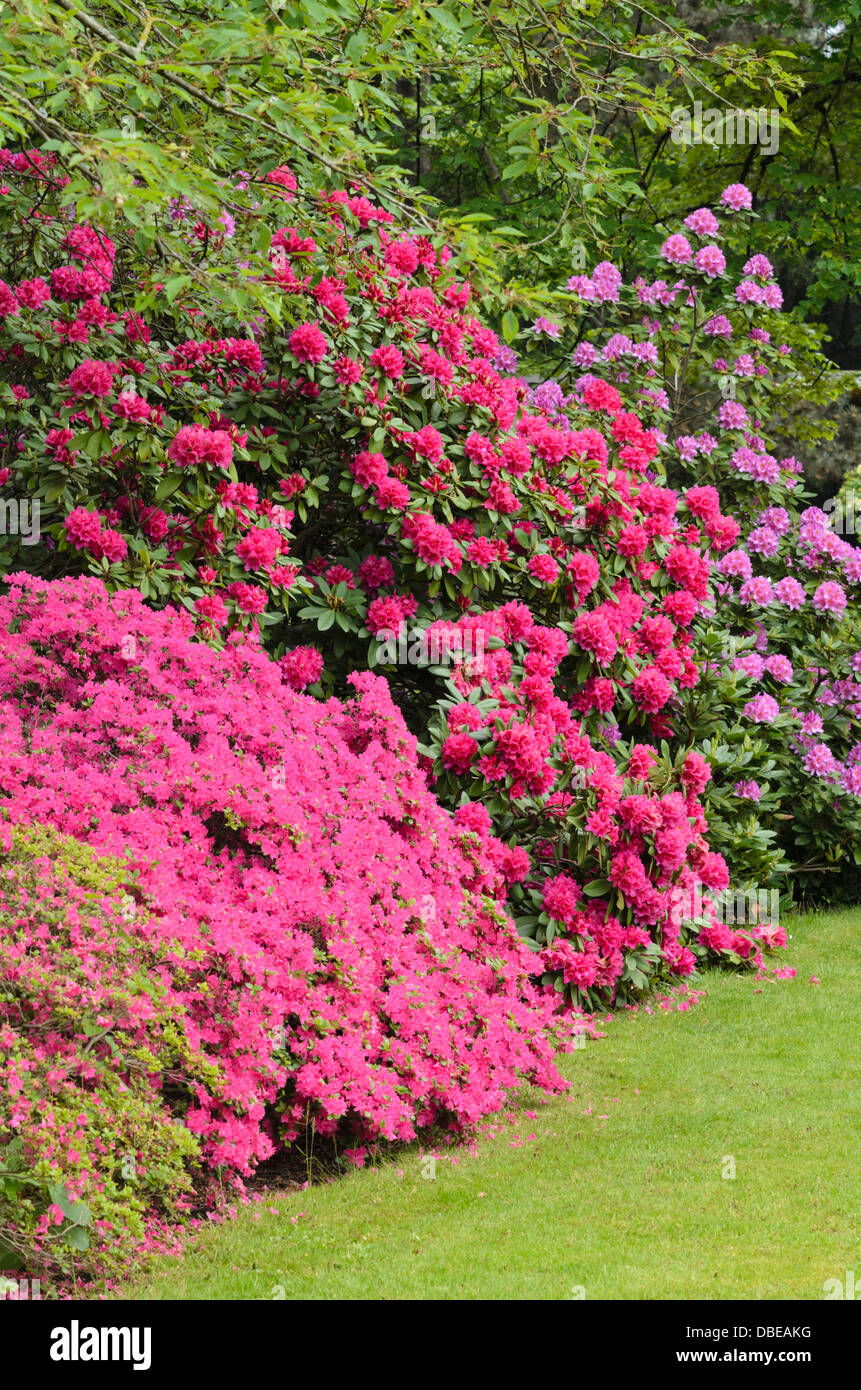 Rododendri (Rhododendron) Foto Stock