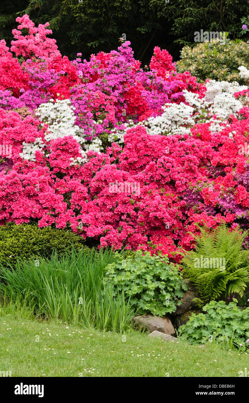 Azalea giapponese (Rhododendron obtusum x) Foto Stock