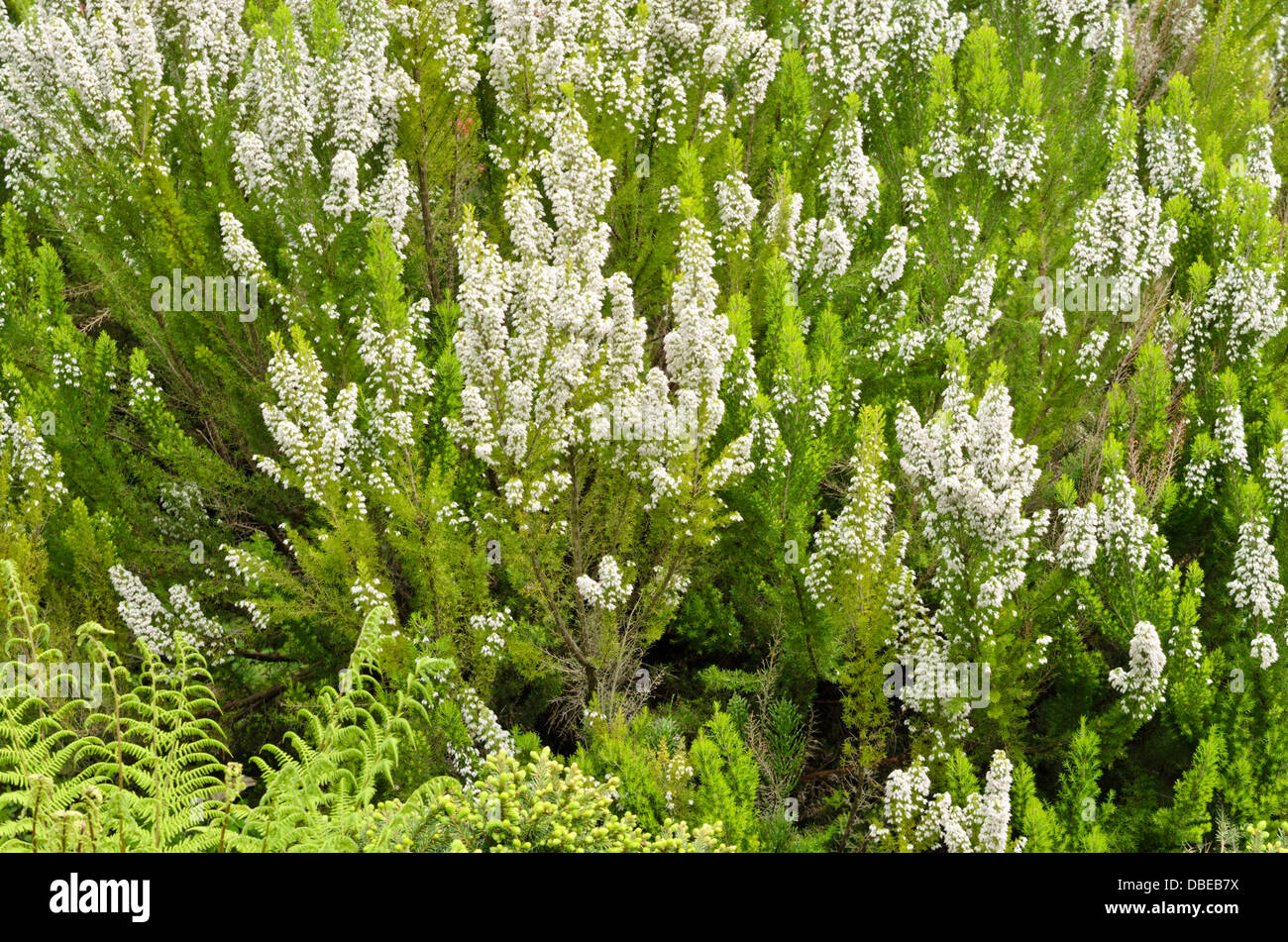 Albero di erica (Erica arborea) Foto Stock