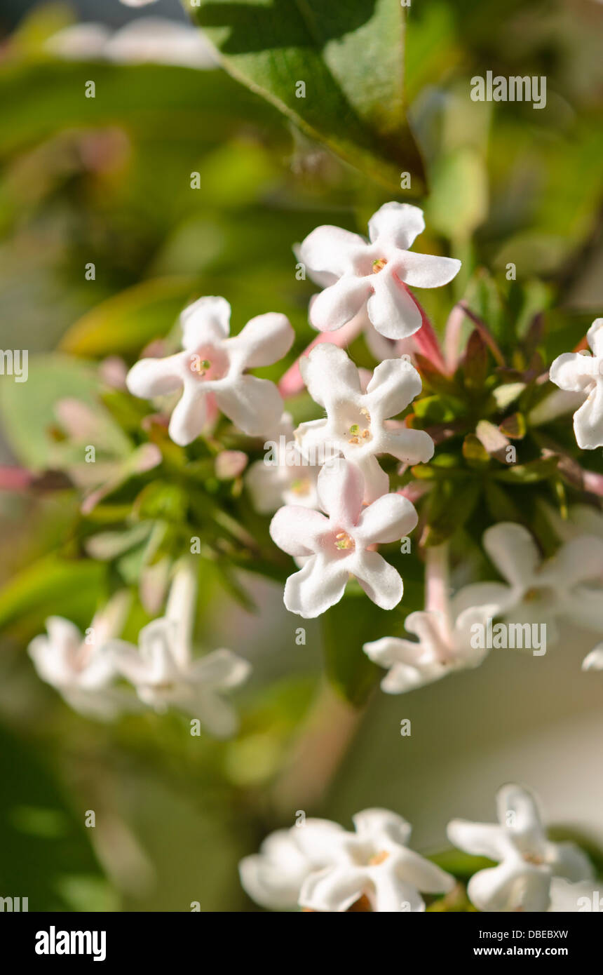 Abelia fragrante (abelia mosanensis) Foto Stock