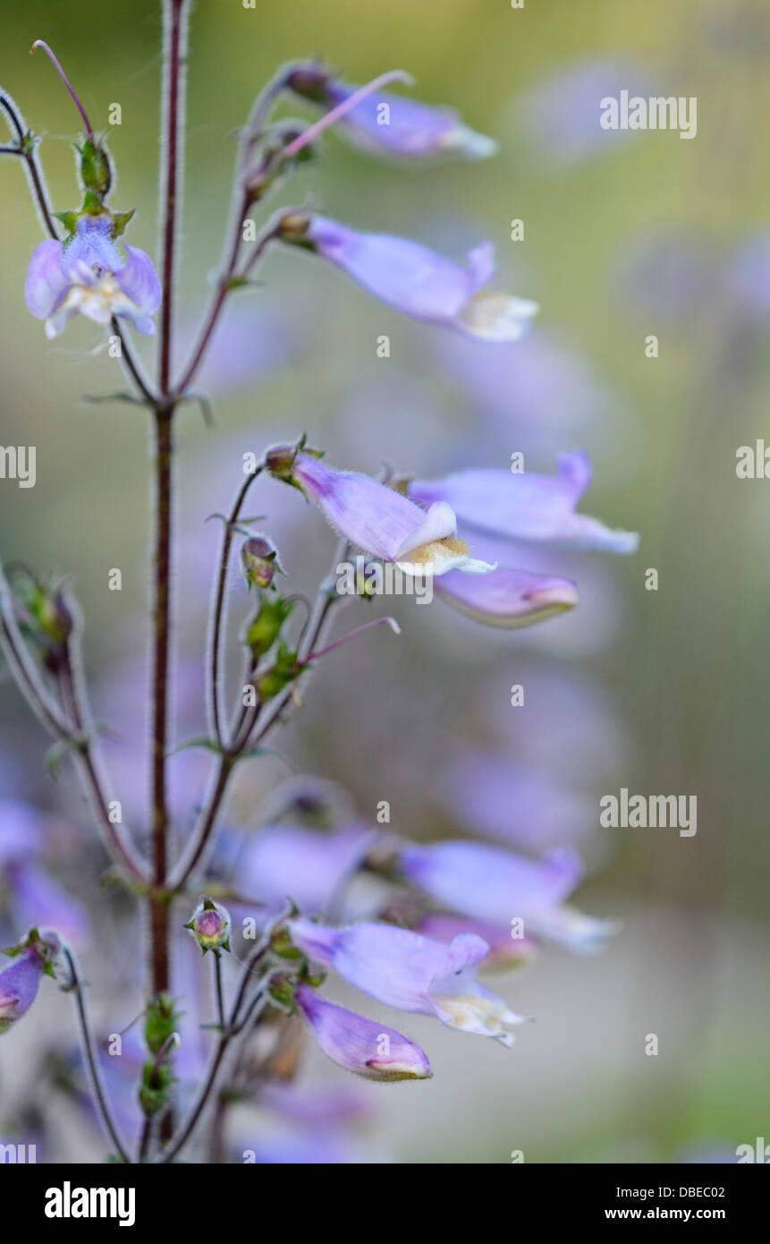 Penstemon lilla (penstemon gracilis) Foto Stock