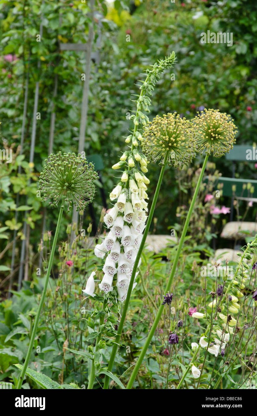 Foxglove comune (Digitalis purpurea) e cipolla ornamentali (allium) Foto Stock