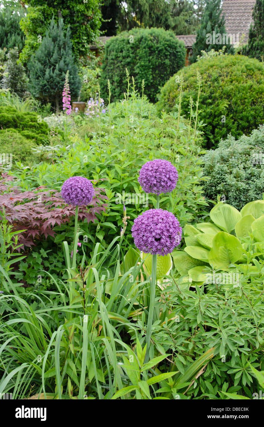 Cipolla ornamentali (allium) Foto Stock