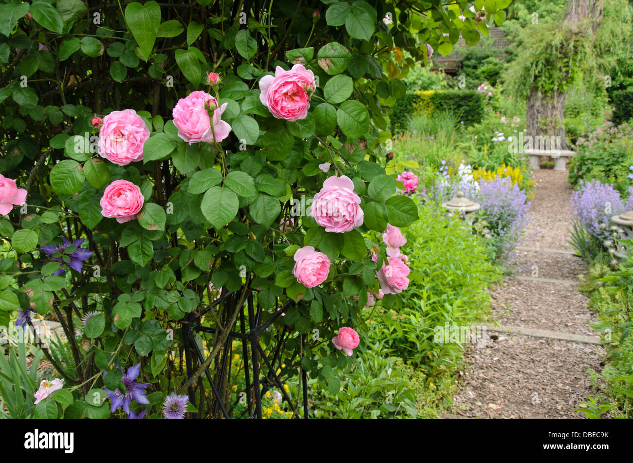 Rosa inglese (rosa Constance Spry) Foto Stock