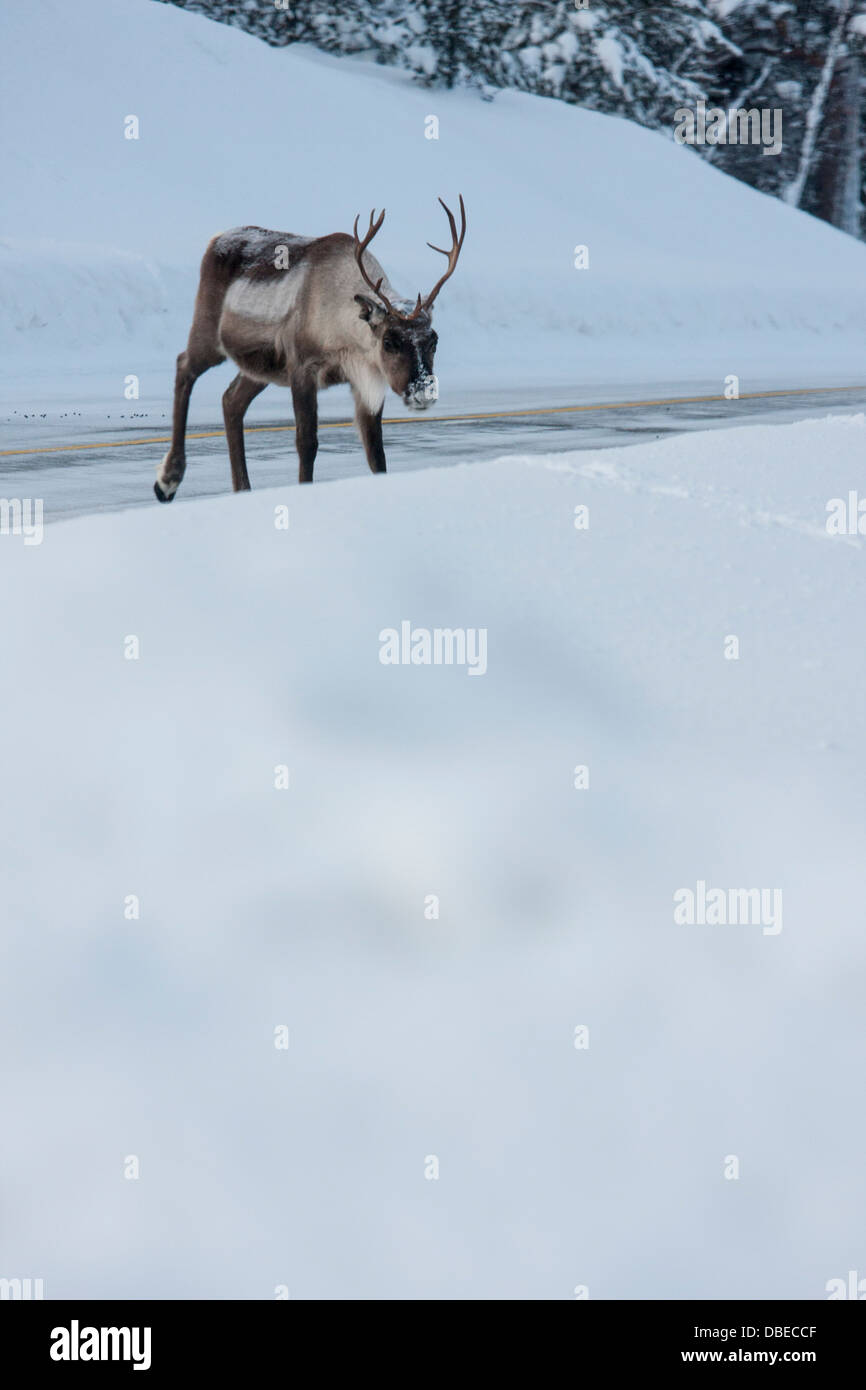 Renne a Hetta, Enontekiö, Finlandia - iconica fauna selvatica artica nella Lapponia finlandese Foto Stock