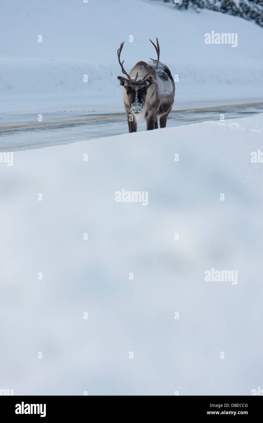 Renne a Hetta, Enontekiö, Finlandia - iconica fauna selvatica artica nella Lapponia finlandese Foto Stock