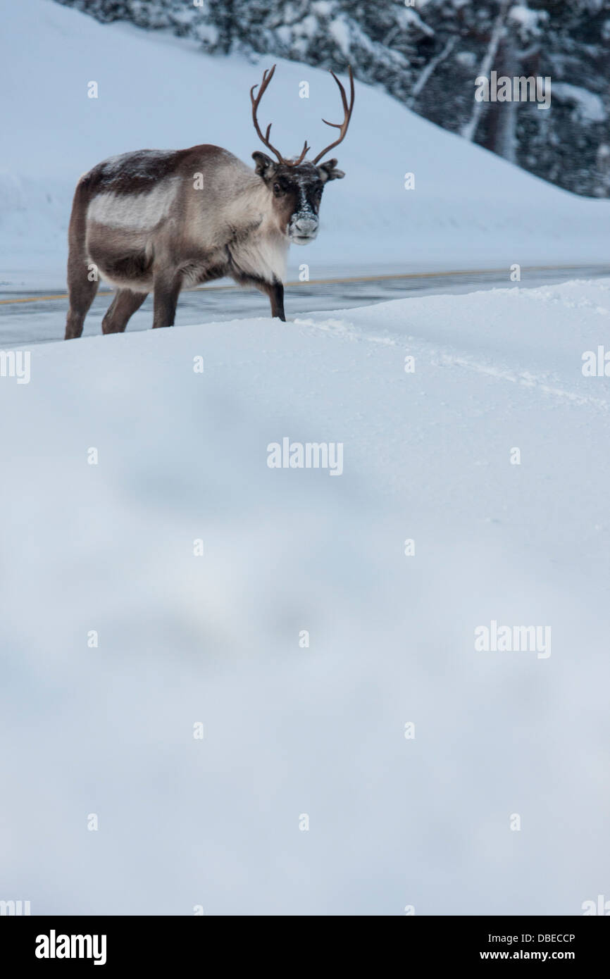 Renne a Hetta, Enontekiö, Finlandia - iconica fauna selvatica artica nella Lapponia finlandese Foto Stock