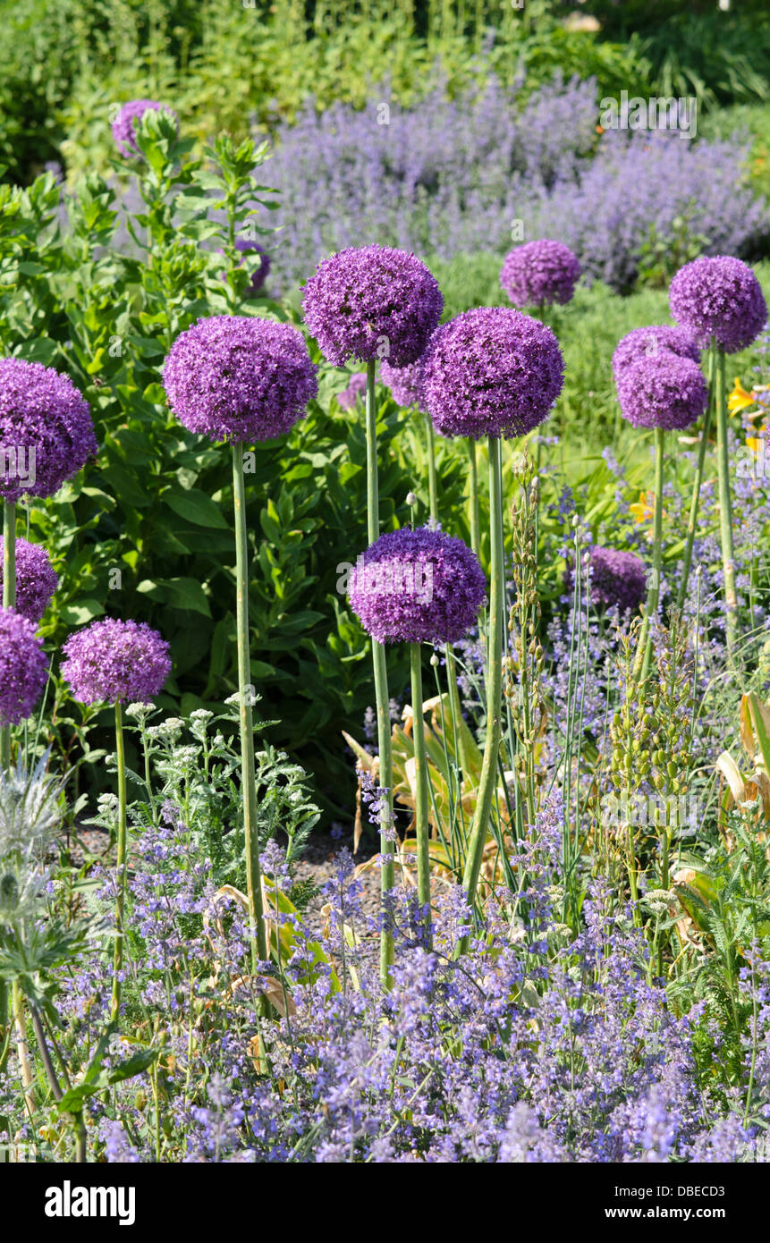 Cipolla ornamentali (allium) Foto Stock