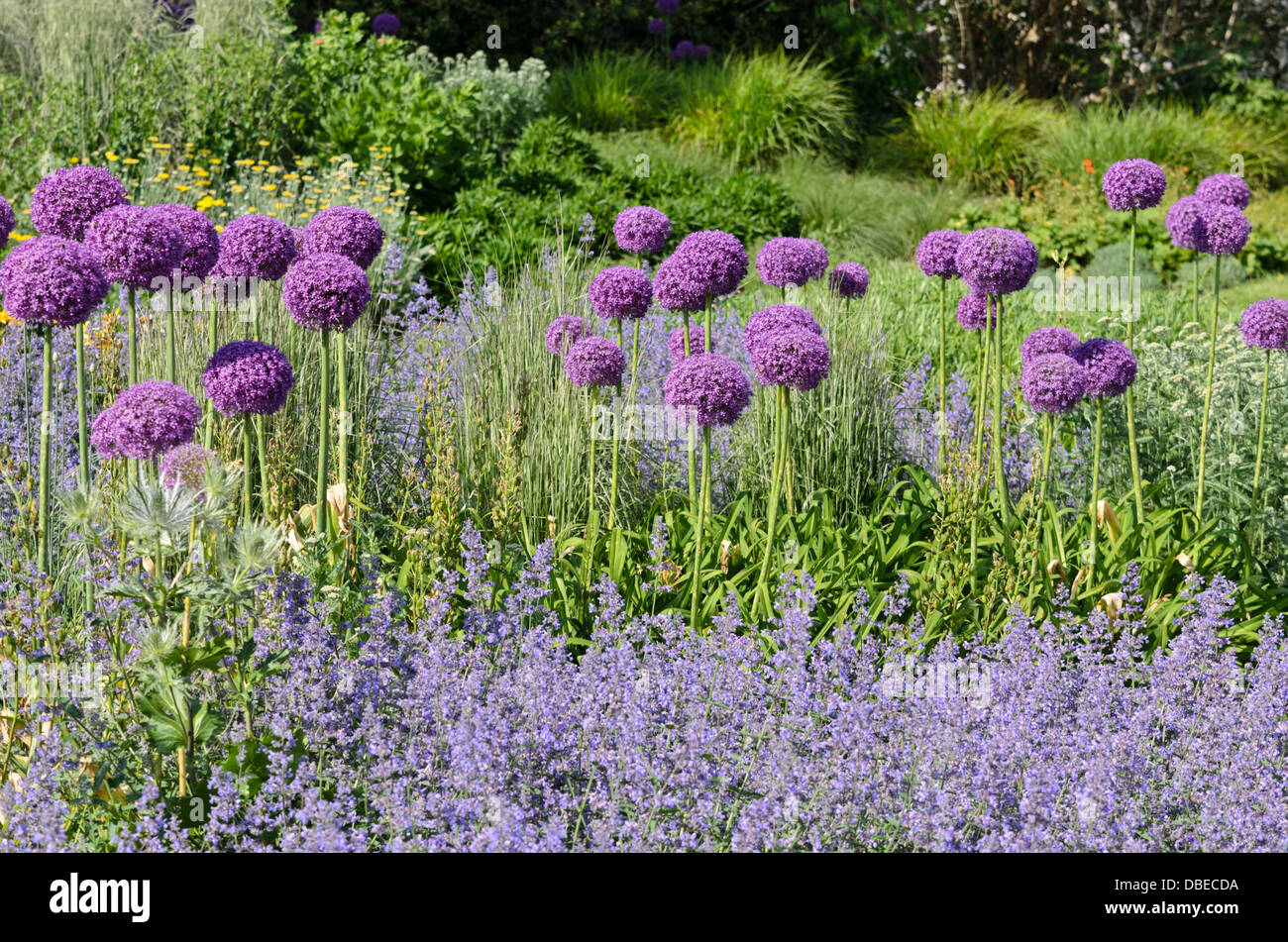 Cipolla ornamentali (allium) Foto Stock