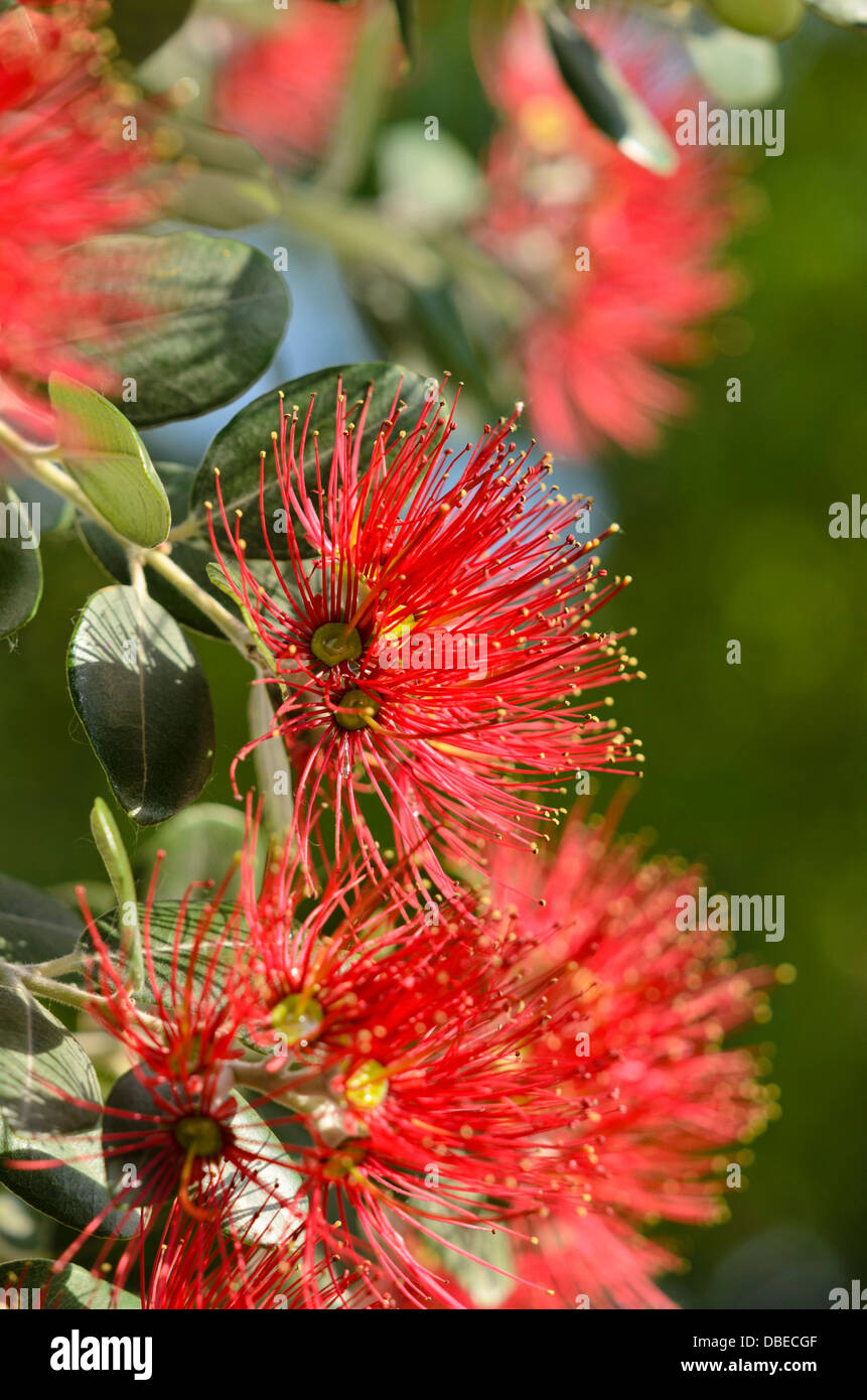 Nuova Zelanda albero di Natale (metrosideros excelsa) Foto Stock
