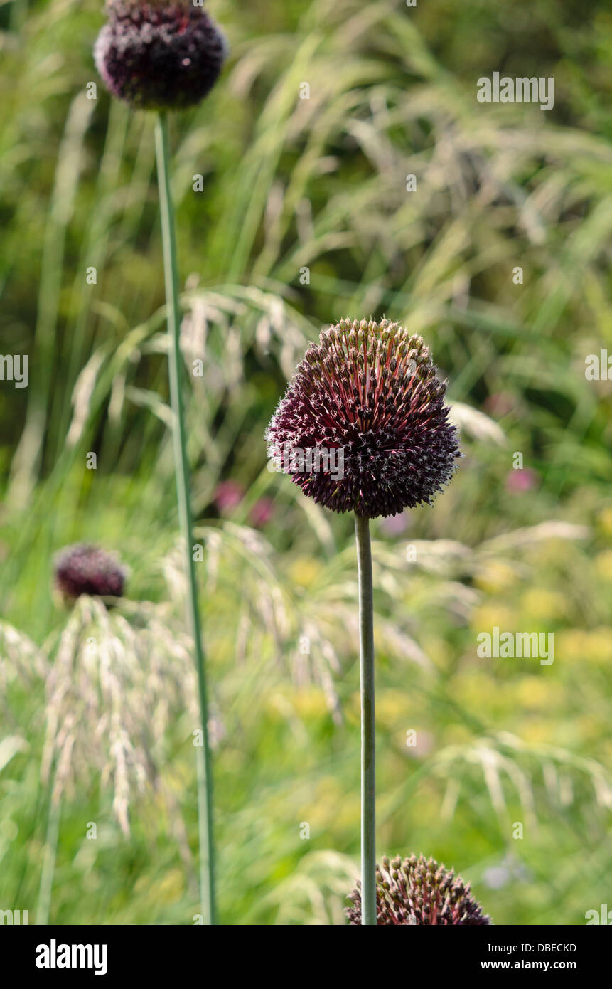 Cipolla ornamentali (allium ciuffo) Foto Stock