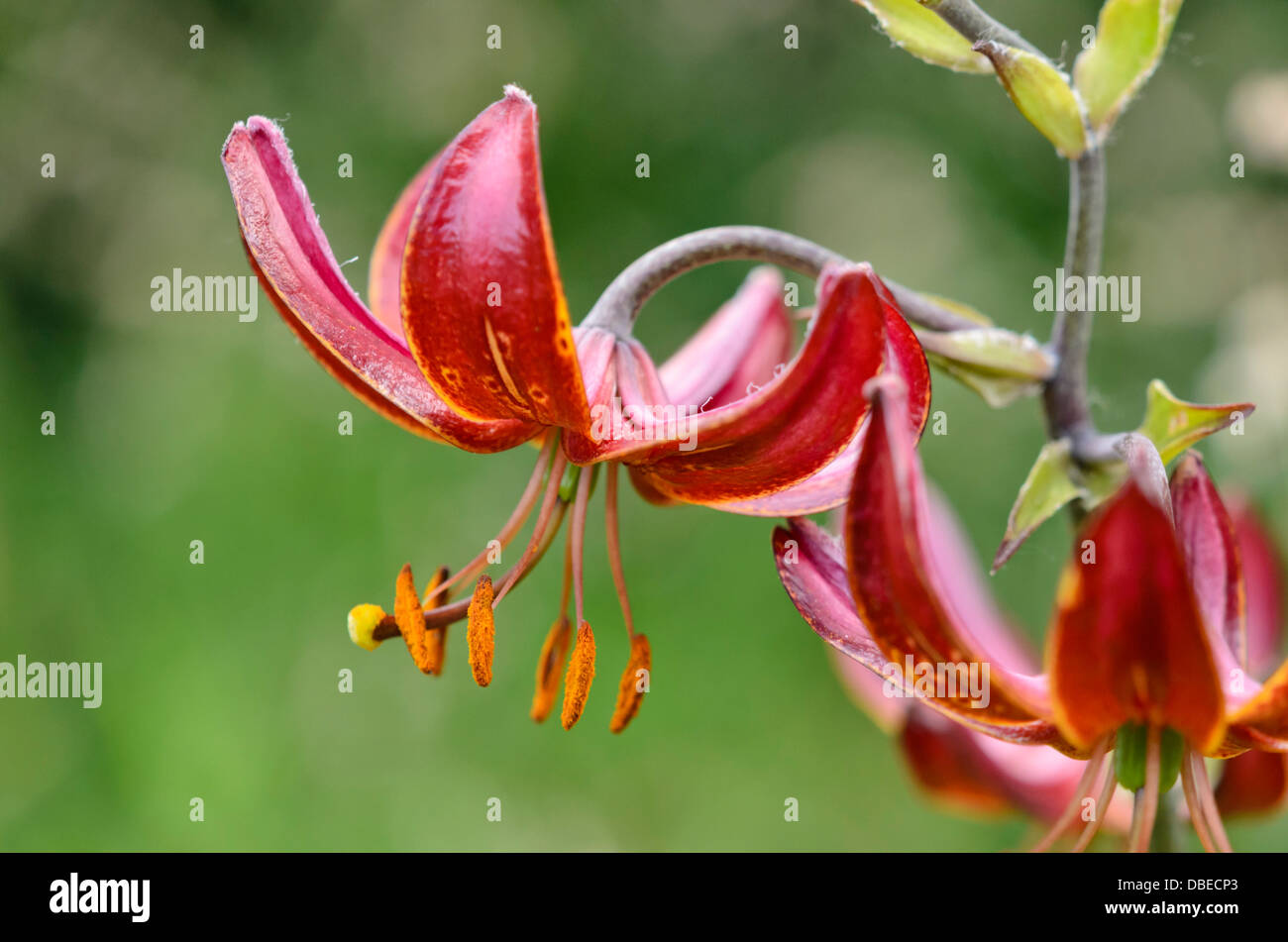 Turk cappuccio del giglio (lilium martagon 'claude shride') Foto Stock