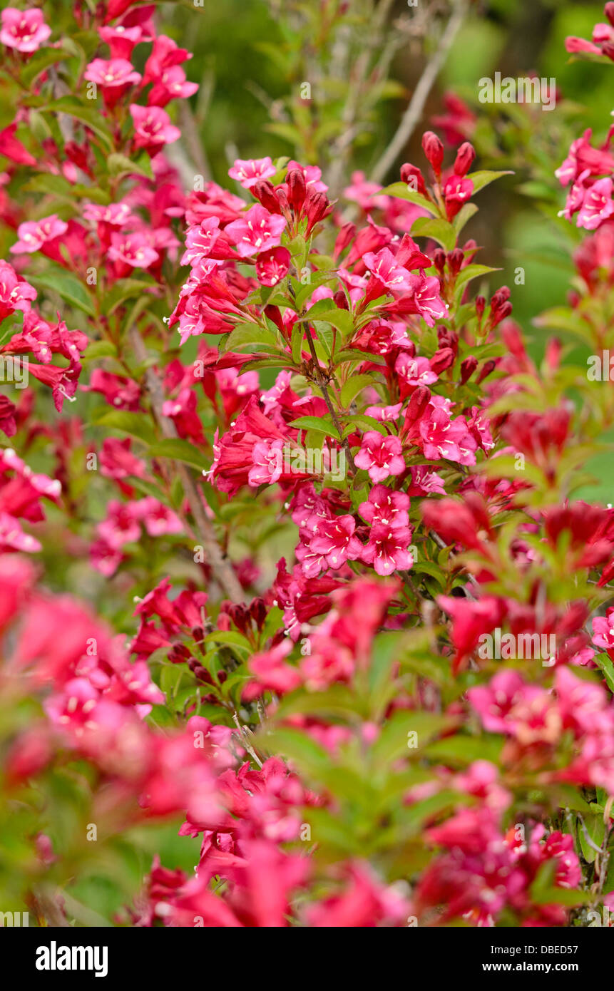 Weigela florida 'bristol ruby' Foto Stock