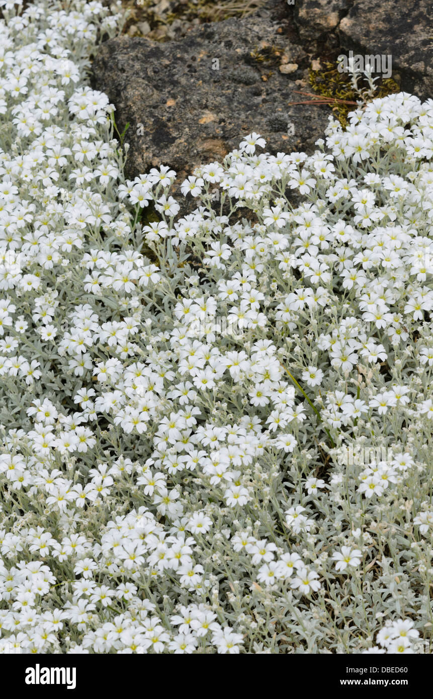 Neve in estate (Cerastium tomentosum) Foto Stock