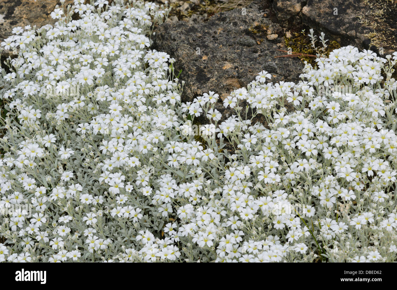 Neve in estate (Cerastium tomentosum) Foto Stock