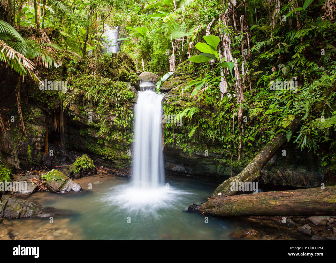 Juan Diego cade El Yunque foresta pluviale, Puerto Rico. Foto Stock