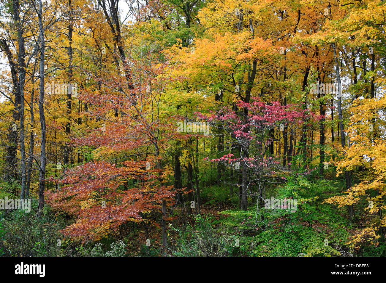 Blazing colori autunnali presso il parco, Sharon boschi, Southwestern Ohio, Stati Uniti d'America Foto Stock