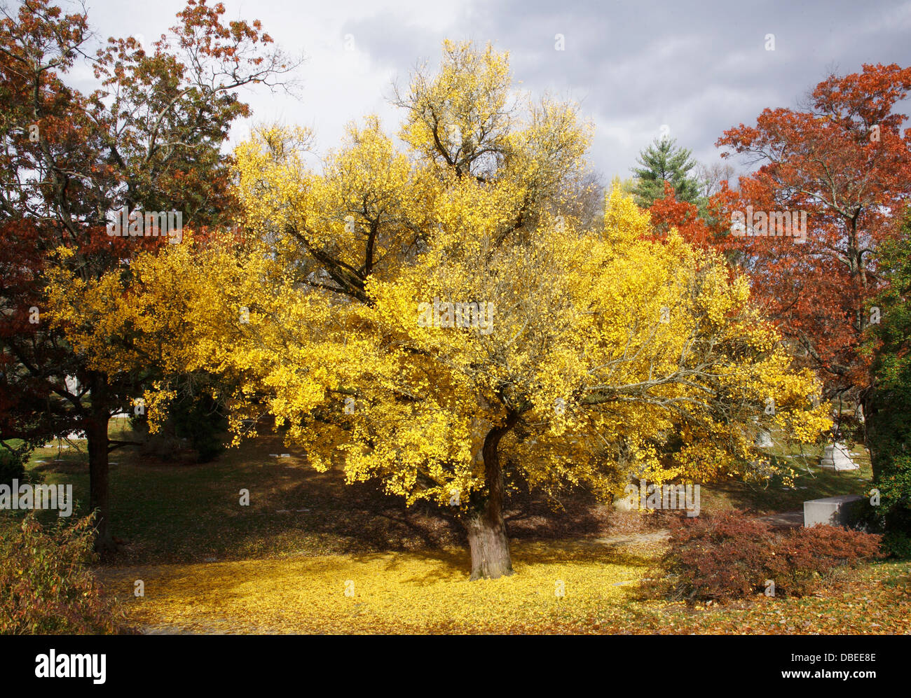 Una fiammante giallo Tree in un tranquillo cimitero Arboretum durante l'autunno, Southwestern Ohio, Stati Uniti d'America Foto Stock