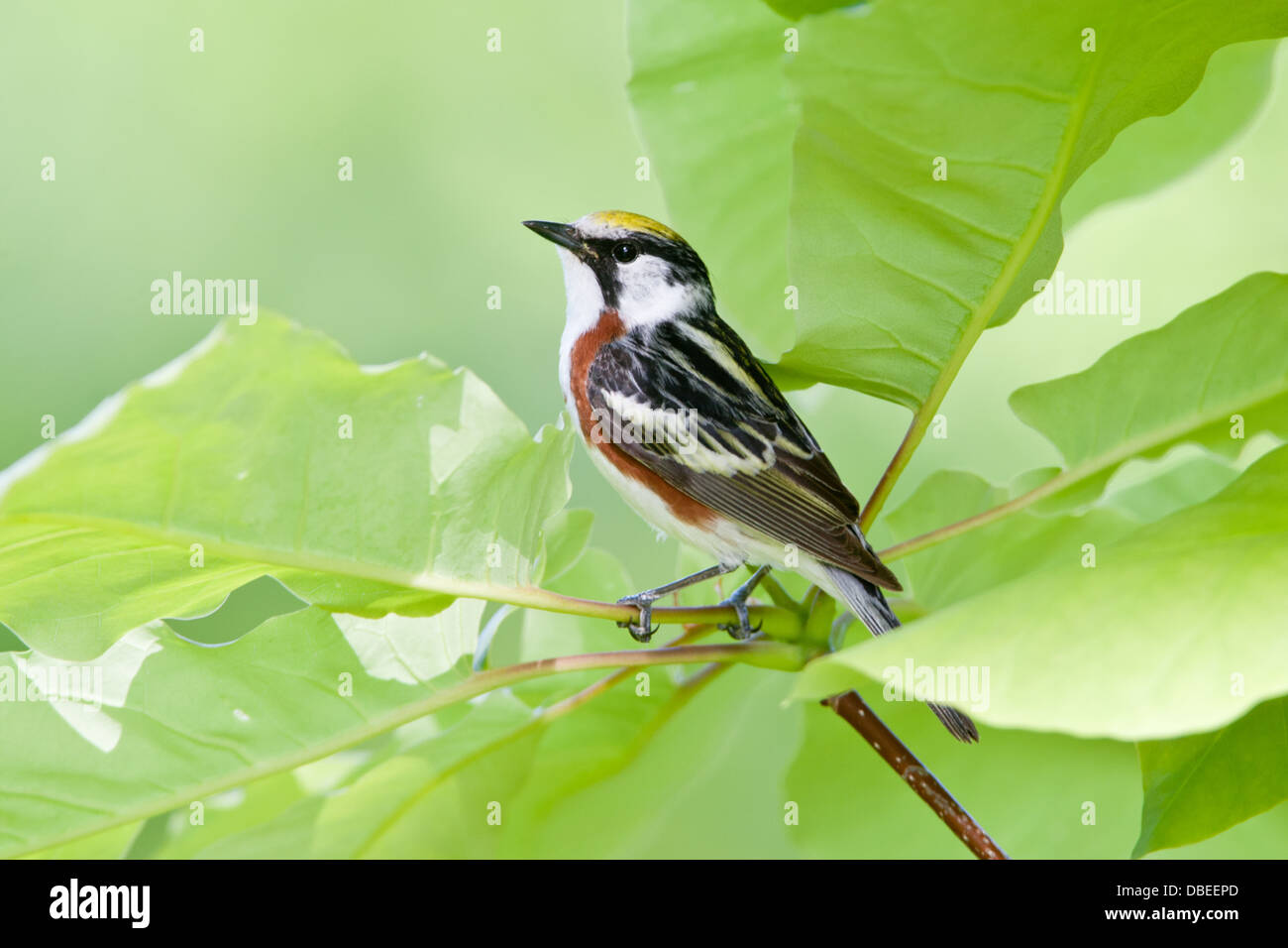 Castagno-sided Warbler perching uccello songbird Ornitologia Scienza natura natura ambiente naturale Foto Stock