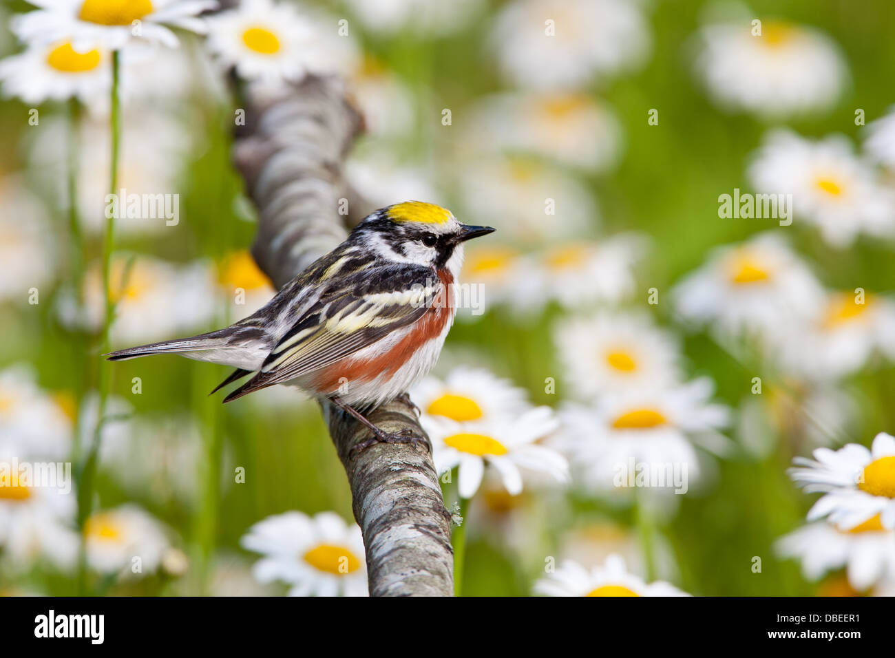 Castagno-Sided Warbler che perching vicino Daisies uccello songbird Ornitologia Scienza natura natura ambiente naturale Foto Stock