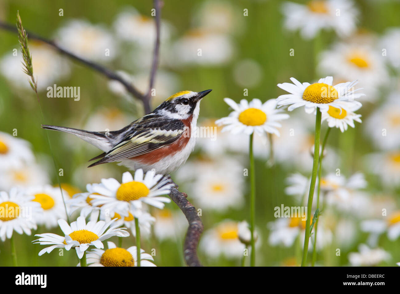 Warbler con i fianchi di castagno appollaiato vicino a Daisies bird songbird Ornithology Science Nature Wildlife Environment Birds songbirds parula fiori Foto Stock Warbler con i fianchi di castagno appollaiato vicino a Daisies bird songbird Ornithology Science Nature Wildlife Environment Birds songbirds parula fiori Foto Stock