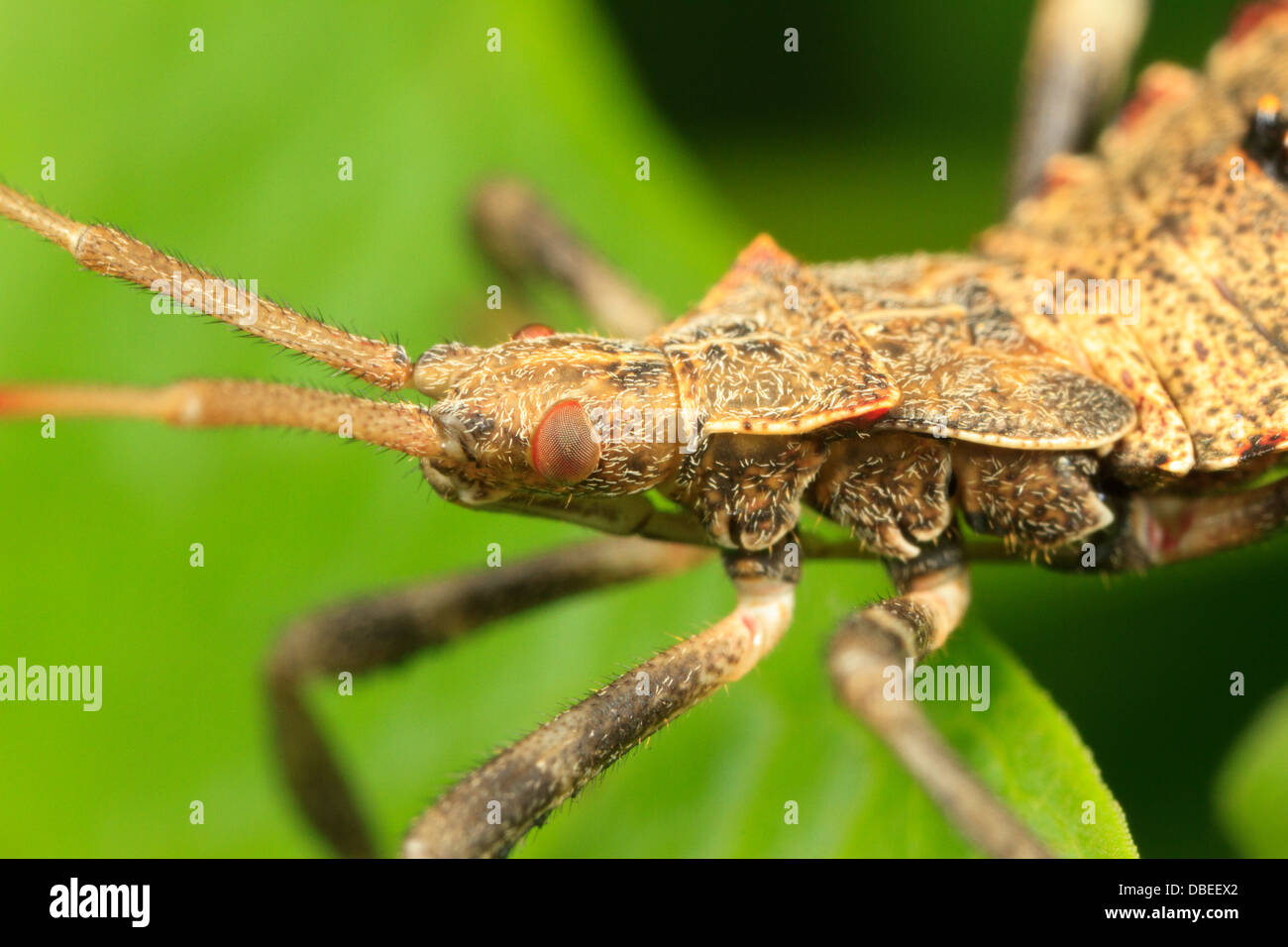 Foglia-footed bug nymph (Acanthocephala sp.) sulla foglia. Foto Stock